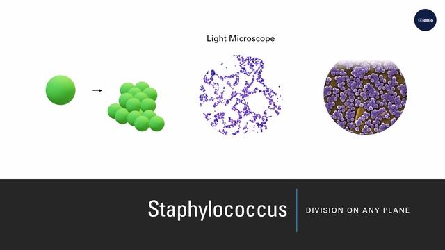 Bacterial Cells Shapes and Arrangements смотреть онлайн