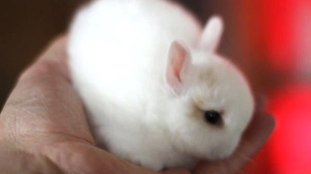 ДВ Сансет, декоративный кролик минор, пятнистый желтый, мальчик смотреть онлайн