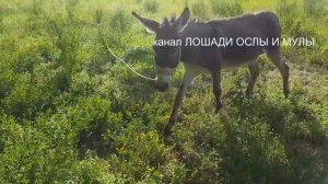 ЧЕМ И СКОЛЬКО КОРМИТЬ ОСЛОВ