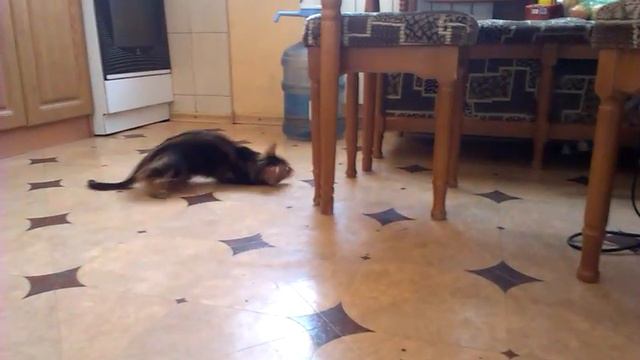 Love, Gently Bengal Cats / любовь, нежность, бенгальские коты