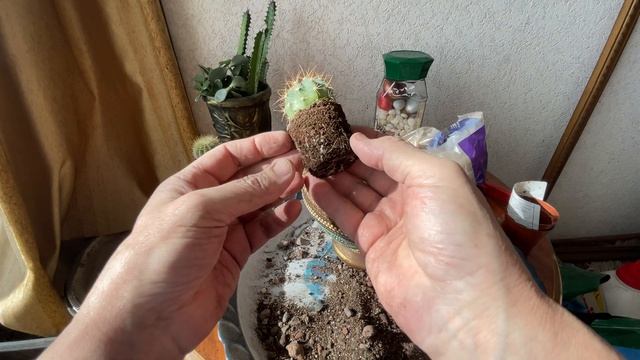 Пересаживаю новые кактусы из магазина в новый горшок. смотреть онлайн
