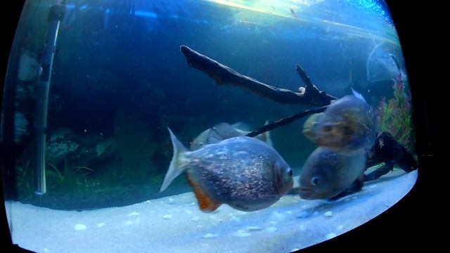 piranhas eating fresh chicken пираньи едят свежую курицу смотреть онлайн