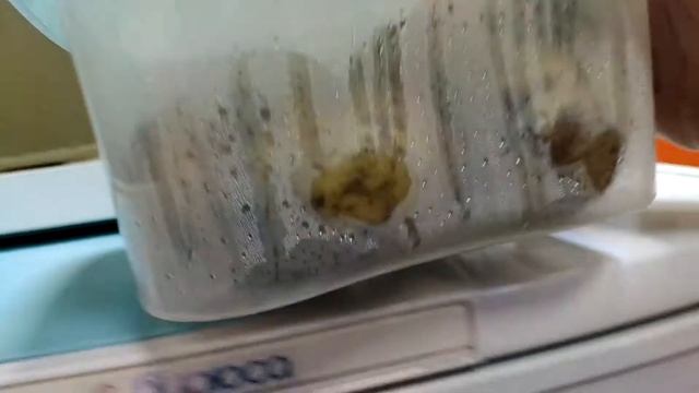 Вегетарианские Блюда и Гастрономия