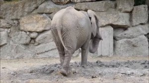 Как говорит слон