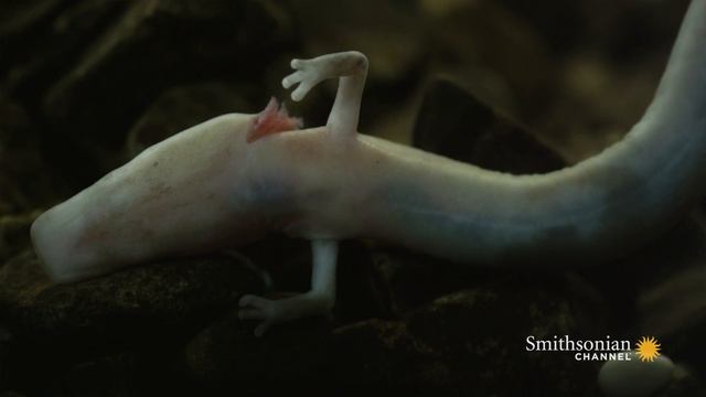 The Strange Lives of Olm Salamanders смотреть онлайн