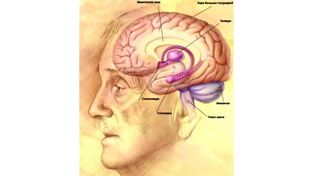 Мифы и заблуждения о мозге (рассказывает Ольга Сварник) смотреть онлайн