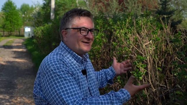 Шиповник – идеальная изгородь. Советы для садоводов от Андрея Туманова. смотреть онлайн