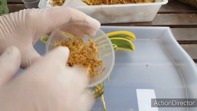 Μεταφύτευση Φαλαινοψις από Σφαγκνο σε Σφαγκνο-Πώς και Γιατί?? смотреть онлайн