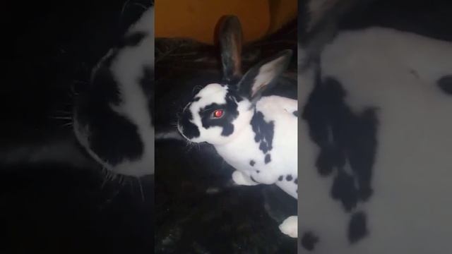 Кролики породы Рекс Далматинец Пашка+Машка Цем Цем! смотреть онлайн