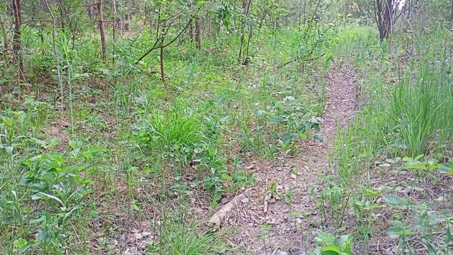 Иволга обыкновенная. смотреть онлайн