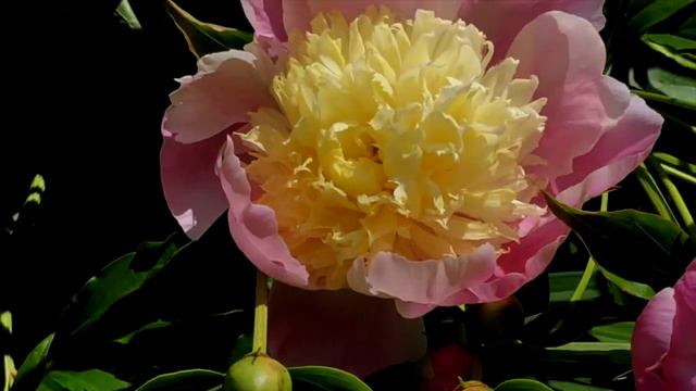 Oshawa Garden Club Visit to Jill's Peony Gardens смотреть онлайн