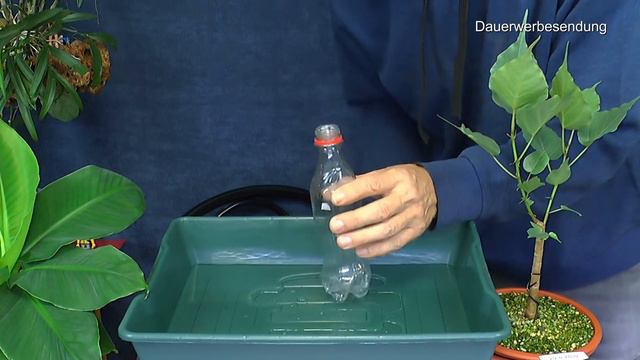 Wir düngen die Pflanzen heute und Ficus Spezial Urlaubsbewässerung смотреть онлайн