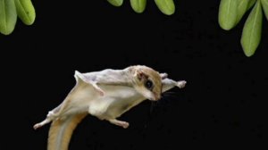 ШОК! Глупая девочка бросила в НЕБО БЕЛКУ! Домашняя белка летяга.