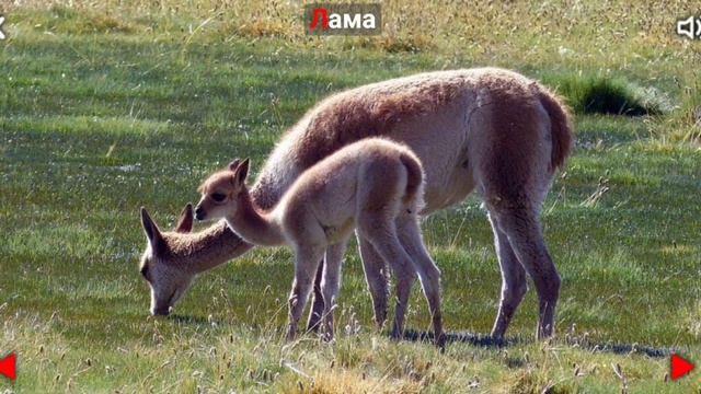 Животные Африки смотреть онлайн