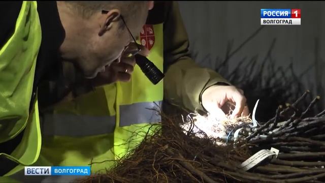 В Волгограде Россельхознадзор проверил крупную партию импортных саженцев