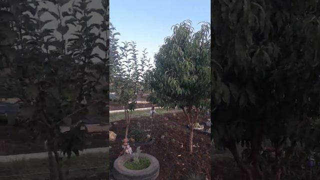 112. Хвойники .Сажаю чем больше тем лучше . смотреть онлайн