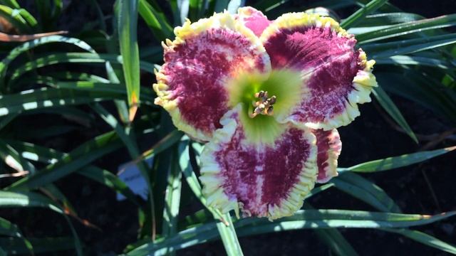 Лилейник MAGICAL MARRAKECH смотреть онлайн