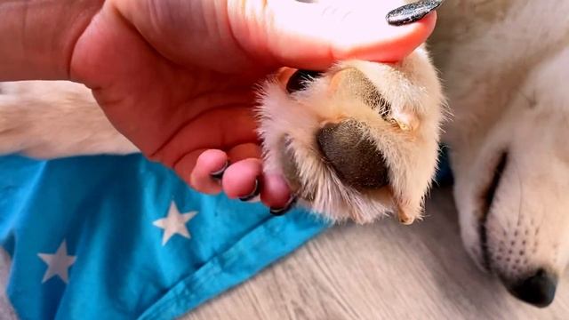 СТРИЖКА КОГТЕЙ СОБАКЕ/Зачем нам гильотина?/Акита ину смотреть онлайн