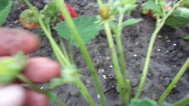 Сорт земляники Сенсация. ( Сансейшн) Вкусная голландка. смотреть онлайн