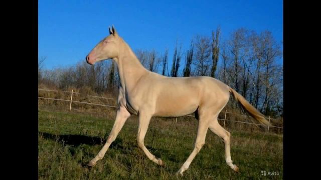 Самые красивые породы лошадей . Часть 1 смотреть онлайн