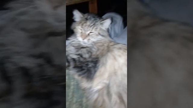 решил снять кошку смотреть онлайн