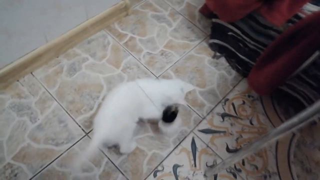 МИЛОТА! У нас новый питомец. Кот усыновил маленького котенка. смотреть онлайн
