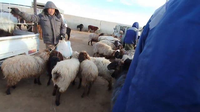 24-ФЕВРАЛЬ НОКИС РАЙОН МАЛ БАЗАР/СКОТНЫЙ РЫНОК/BUQALAR/BIGGEST BULLS IN THE WORLD/BIGG BULLS смотреть онлайн