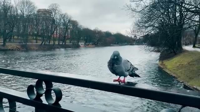 ПРОЩАЙТЕ, ГОЛУБИ. смотреть онлайн