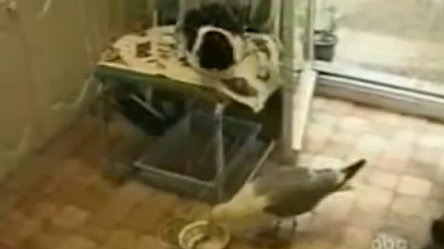 Воришки-мимимишки смотреть онлайн