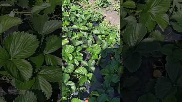 Клубника сорт Флоренция (Florence).