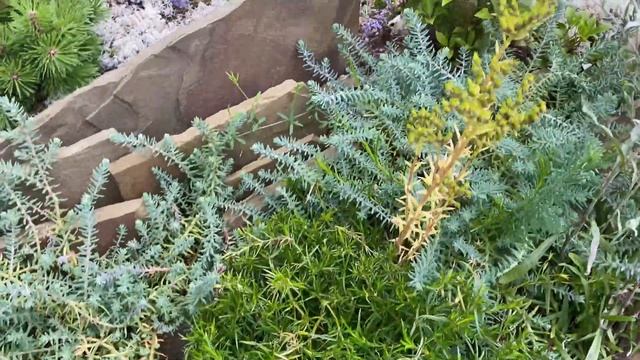 Чешская скалка, подбираем растения правильно! смотреть онлайн