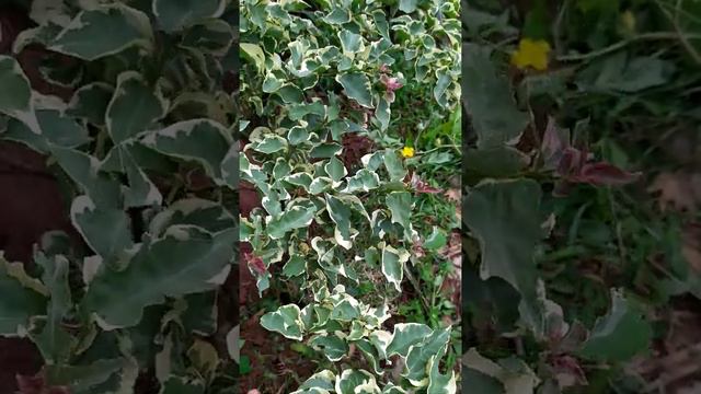 VARIEGATA NO CHÃO смотреть онлайн