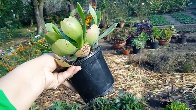 Эониумы сорта из Турции // Aeonium Gifts From Turkey