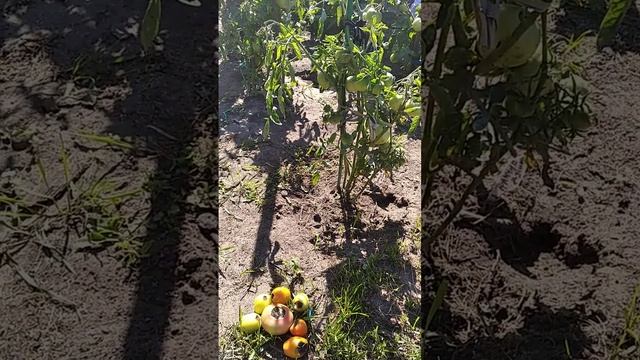 Кусты томатов с вершиной гнилью не выбрасываю смотреть онлайн