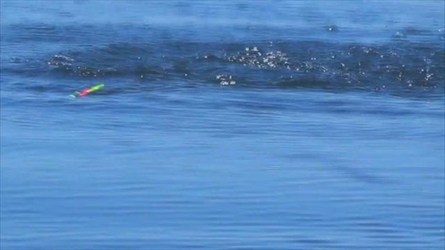 УТРЕННЯЯ РЫБАЛКА НА КАРАСЯ САЛО И ОПАРЫШЬ - ЭТО ЛУЧШАЯ НАЖИВКА !! Утренняя РЫБАЛКА на ПОПЛАВОК! смотреть онлайн