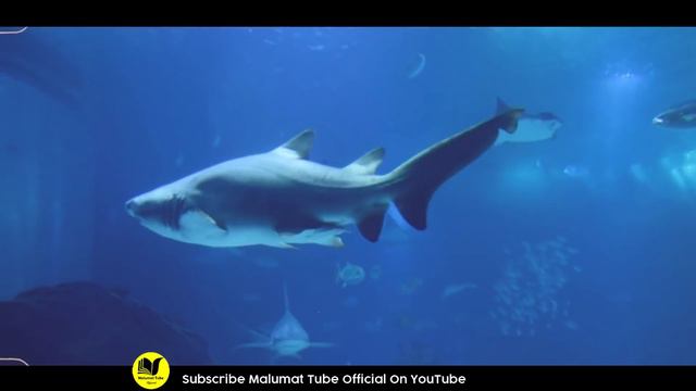 Makkah Makarma Main Machli Ky Sath Hony Wala Mojza Dikho | Emaan Taza Ho Jaye Ga | Malumattube смотреть онлайн