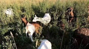 Когда отнимать ягнят от овец?