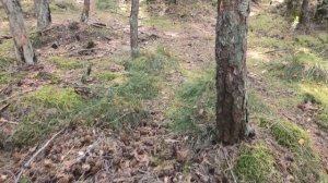 Озеро Алпатово (Черное). Интересные места Подмосковья #1