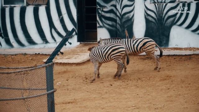 Обитатели зоопарка в г. Далянь (Китай). The inhabitants of the zoo in the city of Dalian (China) смотреть онлайн