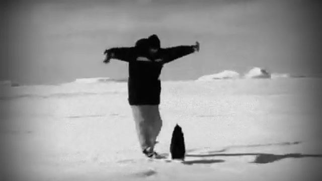 опасный пингвин смотреть онлайн