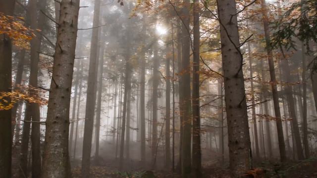 Adagio in G minor - Tomaso Albinoni - Sad Music for Personal Reflection смотреть онлайн