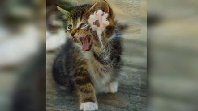 #taleforhelen Paul Mouriat Alonette Поль Мориа Красивая музыка милые котики для хорошего настроения смотреть онлайн