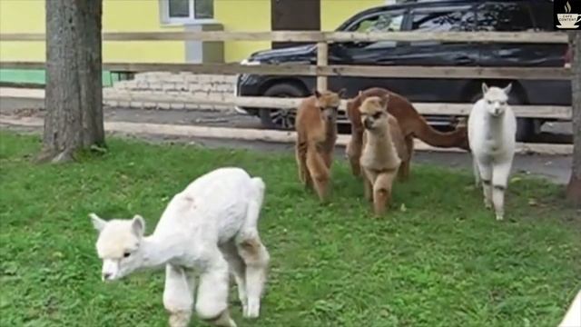 ЛАМА ИЛИ АЛЬПАКА ? | САМЫЕ КРУТЫЕ ФАКТЫ О НЕВЕРОЯТНО НЯШНЫХ И ОЧЕНЬ КРАСИВЫХ ЖИВОТНЫХ смотреть онлайн