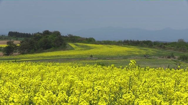 VIDEOSALON Canon XA20／25 movie смотреть онлайн