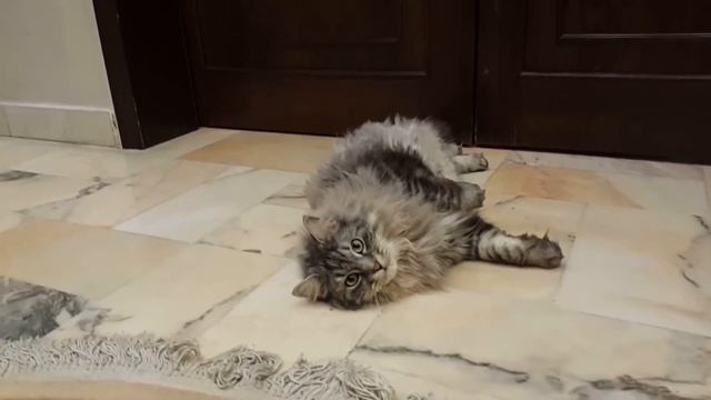 Сибирская кошка. Все о сибирских кошках. Особенности породы и ухода. Характер сибирских кошек смотреть онлайн
