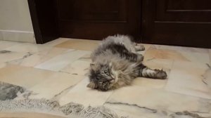 Сибирская кошка. Все о сибирских кошках. Особенности породы и ухода. Характер сибирских кошек