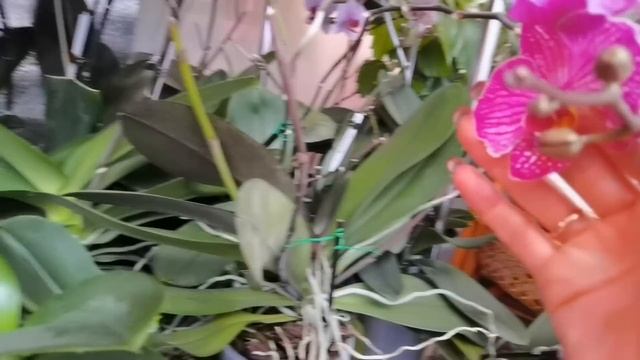 Орхидеи в зимнем саду. В ОЖИДАНИИ ПЫШНЫХ БУКЕТОВ. смотреть онлайн