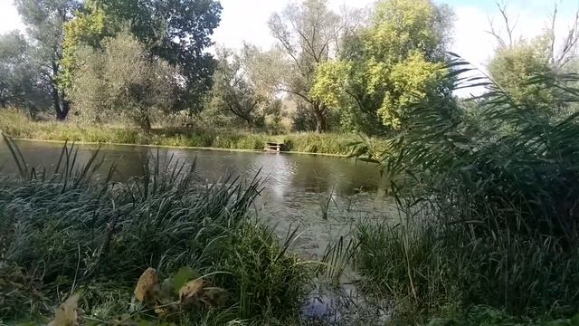 Незабываемое пение Соловья летним Утром Relax и красивая Природа возле Реки Кодыма - пение птиц смотреть онлайн