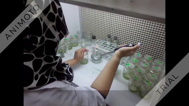 colchicine treatment method in orchid смотреть онлайн