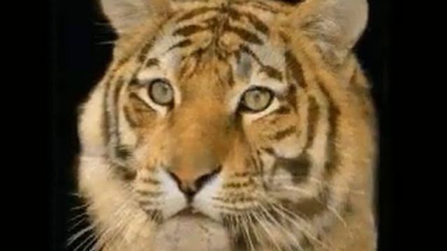 Кот в тигра. смотреть онлайн